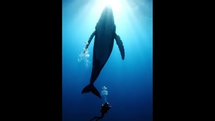 年轻的嫂子5韩版带中译 - 深蓝星球：探索海洋深处的未知世界